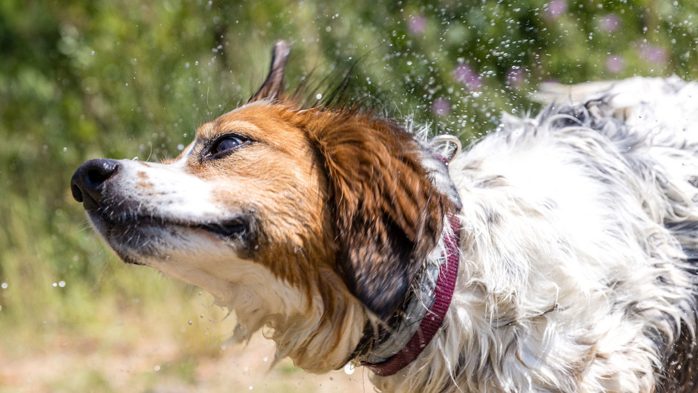 Hund schüttelt Wasser ab im Sommer