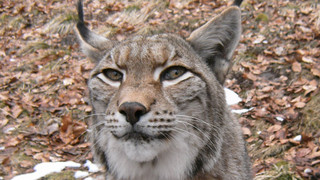 Trauer im Wildpark Knüll: Luchs-Dame Lucy gestorben