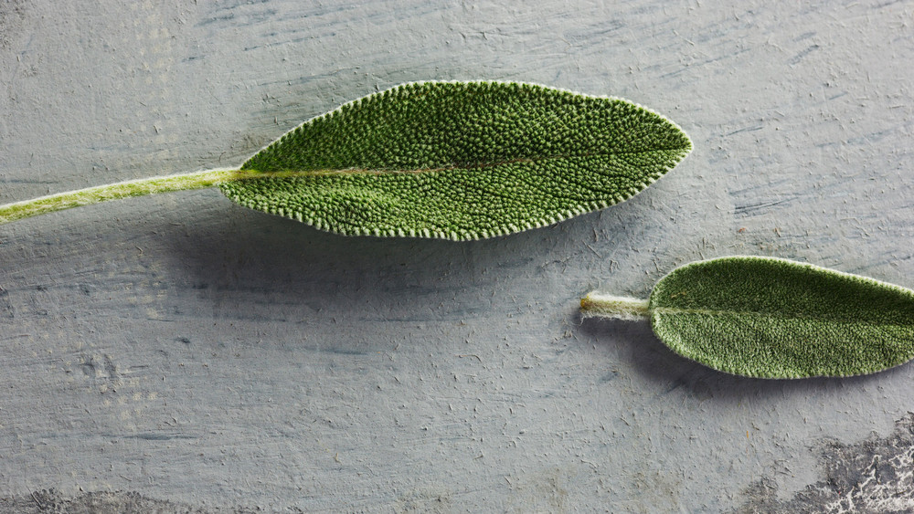 Salbeiblätter liegen auf grauem Hintergrund