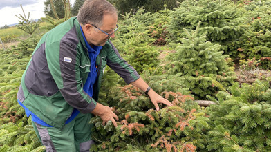 Weihnachtsbäume in Südhessen: Das sind die Folgen der Hitze