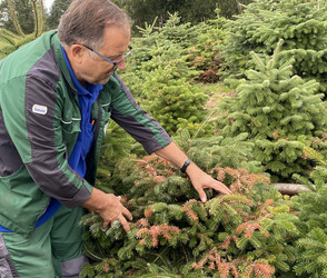 Weihnachtsbäume in Südhessen: Das sind die Folgen der Hitze