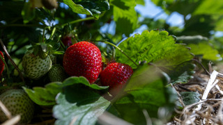 Hessen: Erdbeerbauern verbuchen starke Einbußen