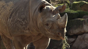 Tausch im Zoo Hannover - Hoffnung auf Spitzmaulnashorn-Baby