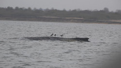 Forscher: Fitness des Wals hat sich verschlechtert