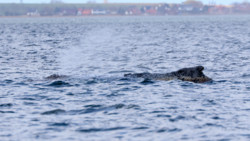 Wal-Drama in der Ostsee