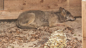 Wolf nach Angriff in Hamburg  auf Bewährung ausgewildert