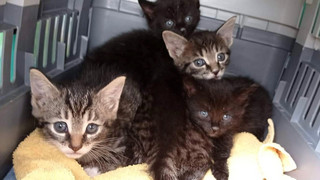 Homberg/Ohm: Vier Katzenbabys in Karton ausgesetzt