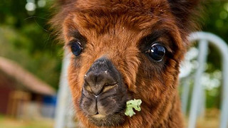Drama im Tierpark Klosterwald: Alpakas sterben