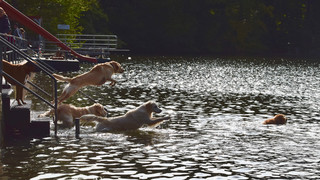 In Lich und Braunfels: Freibäder laden zum Hundeschwimmen