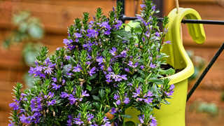 Wie grün ist dein Daumen?