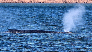 Buckelwal Timmy steckt weiter im seichten Wasser in Norddeutschland fest