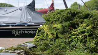 Wasserpest in Wiesbaden: Mit Booten und Mistgabeln gegen die Plage