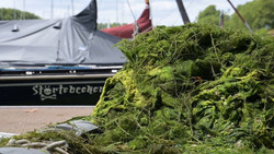 Wasserpest in Wiesbaden: Mit Booten und Mistgabeln gegen die Plage