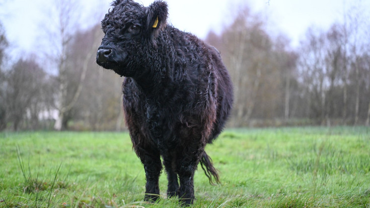 Unbekannte schlachten Galloway-Rind auf Wiese in Biblis