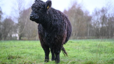 Unbekannte schlachten Galloway-Rind auf Wiese in Biblis