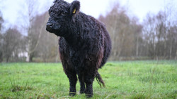 Unbekannte schlachten Galloway-Rind auf Wiese in Biblis