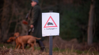 Umleitungen eingerichtet: Treibjagd am Hoherodskopf