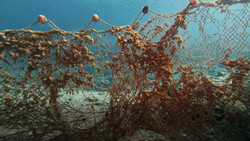 Geisternetze: Gefahr für Fische im Mittelmeer