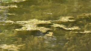 Sommer in Sicht, schon die erste Warnung: gefährliche Blaualgen im Bremer Stadtwaldsee entdeckt