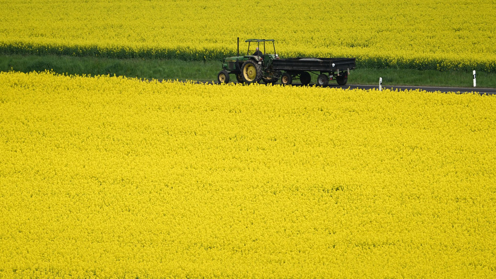 Rapsblüte in der Wetterau