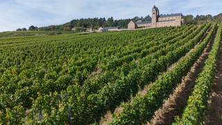 Winzerverband Rheingau verwaltet herkunftsgeschützte Weine selbst