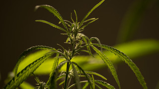 Strafverfahren gegen "Green Pioneers" aus Fulda eingestellt