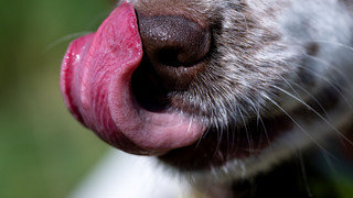 Erster Hunde-Weihnachtsmarkt in Borken
