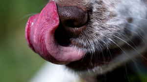 Hund beißt neun Monate altes Baby auf einem Parkplatz in Fulda