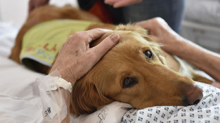 Ausbildung zu Therapiehund: DRK Fulda bietet Info-Spaziergänge an