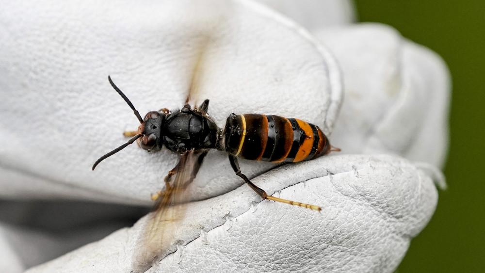 Die asiatische Hornisse breitet sich immer mehr in Hessen aus und bedroht Honigbienen und Obstplantagen. 