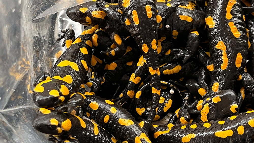 Konnten zum Glück gerettet werden: 52 Feuersalamander in einer Plastiktüte. 