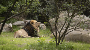 Mehr Platz für den König: Neue Löwen-Außenanlage im Frankfurter Zoo