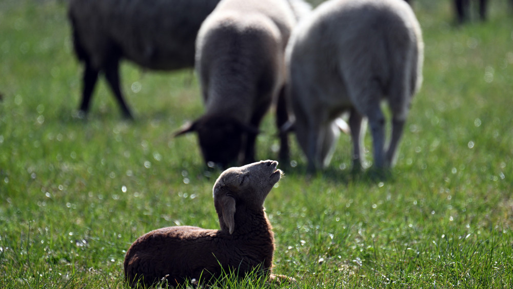 Die Polizei sucht einen Mann, der auf einer Farm in Offenbach ein Schaf getötet haben soll. 