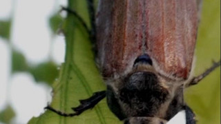 Milliarden Käfer in der Luft: Maikäfer-Plage in Südhessen