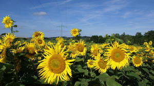 Kreuz und Quer am 31. August: Partys und Events zum Sommerausklang