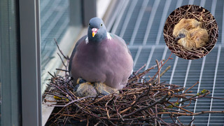 Livestream vom Nest: So geht es unseren Taubenküken