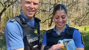 Äffchen nach Flucht aus dem Zoo gefasst