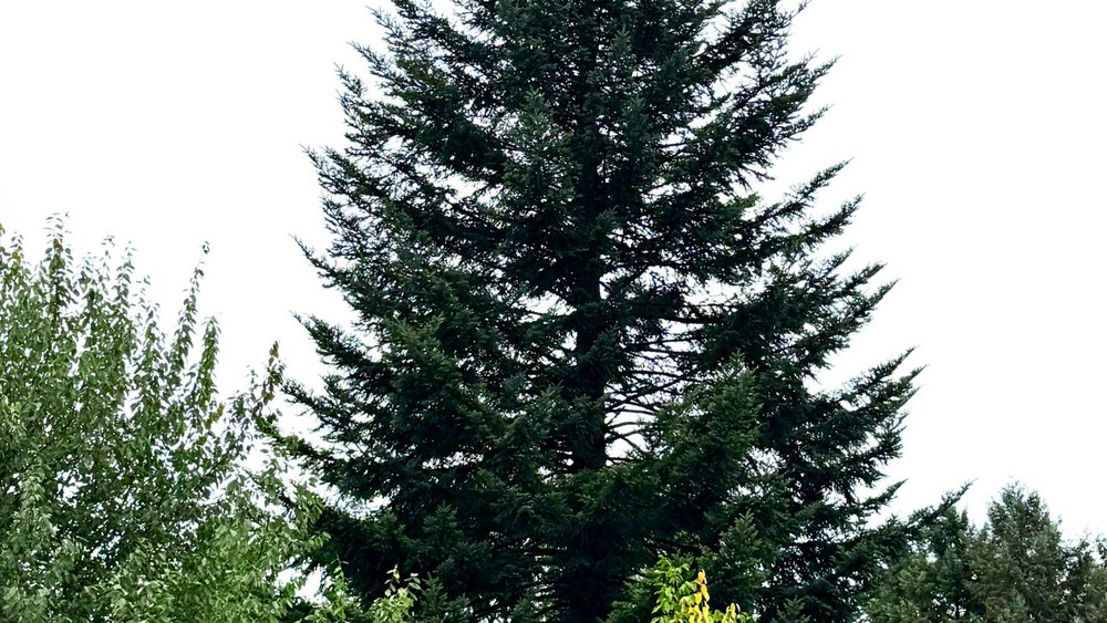 Der Frankfurter Weihnachtsbaum kommt in diesem Jahr von einem Privatgrundstück in Schöllkrippen.