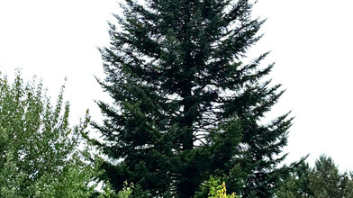 Weihnachtsbaum für Frankfurter Weihnachtsmarkt kommt aus Schöllkrippen