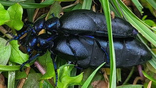 Giftiger Ölkäfer: Spielplatz Widdehagen in Hofgeismar gesperrt