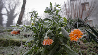Pflanzen vor Nachtfrost schützen: Pflanzenexperte Olli Simon hat Tipps