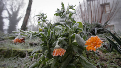 Pflanzen vor Nachtfrost schützen: Pflanzenexperte hat Tipps