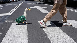 Viralstar der WM: Ente Merlin wird zum Maskottchen