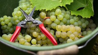 Rückruf bei Rewe: Firma ruft Sharad-Trauben zurück