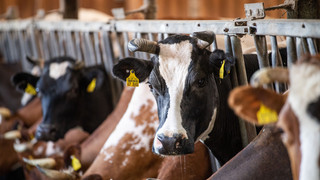 Bio-Milch Preis teurer