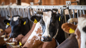 Bio-Milch Preis teurer