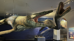"Giganten der Urmeere": Neue Sonderausstellung im Ottoneum in Kassel