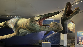 "Giganten der Urmeere": Neue Sonderausstellung im Ottoneum in Kassel