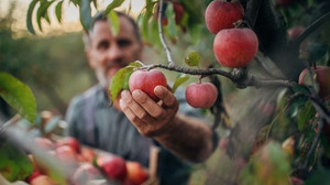 Nach 20 Jahren Forschung jetzt im Supermarkt – was neue Apfelsorte "Pompur" kann