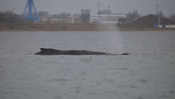 Buckelwal erneut gestrandet: Nächster Rettungsversuch am Sonntag?